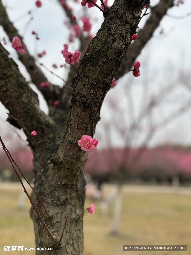 梅花  