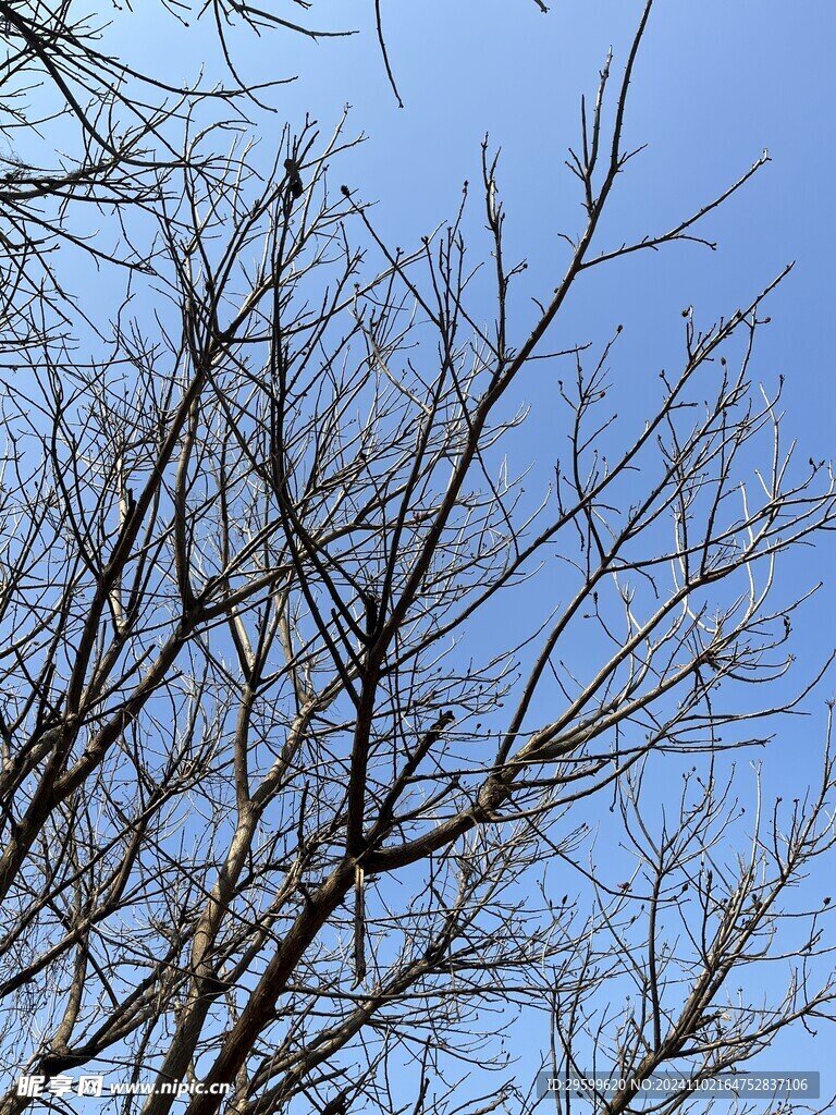 树枝天空  