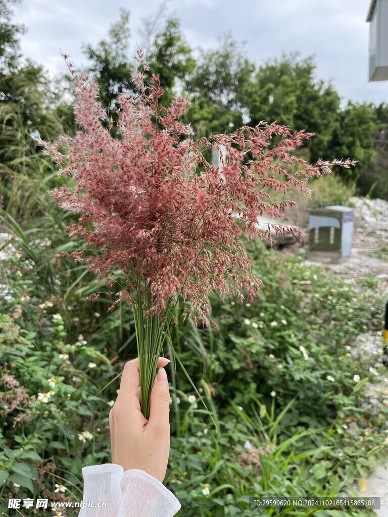 芦苇芦花  