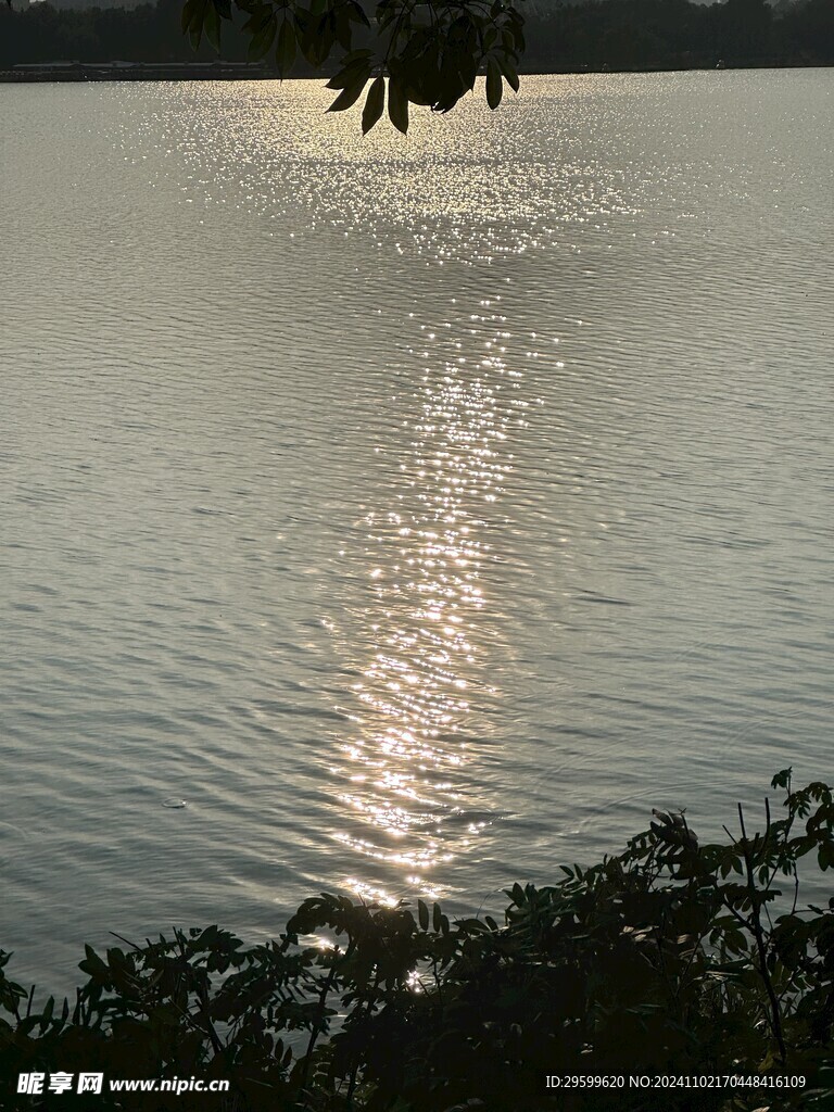 浮光跃金  