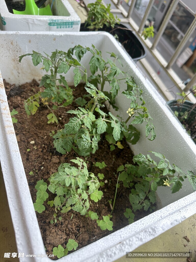 西红柿苗 