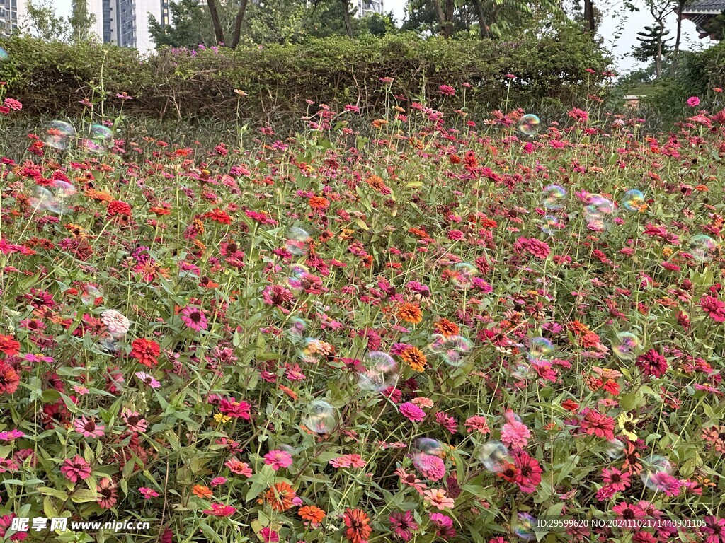 非洲菊  