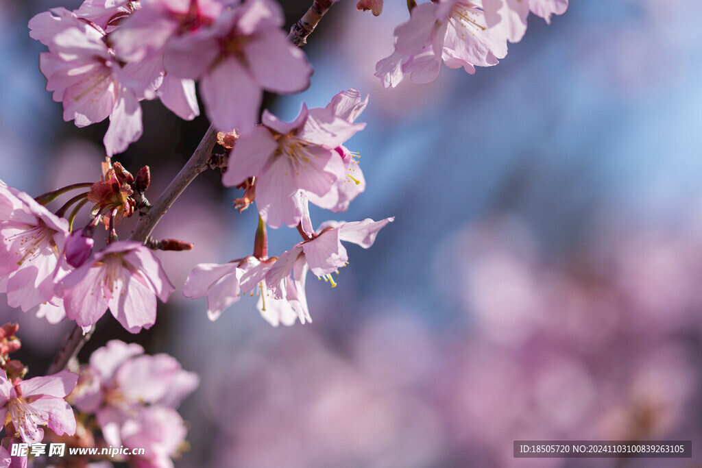 桃花