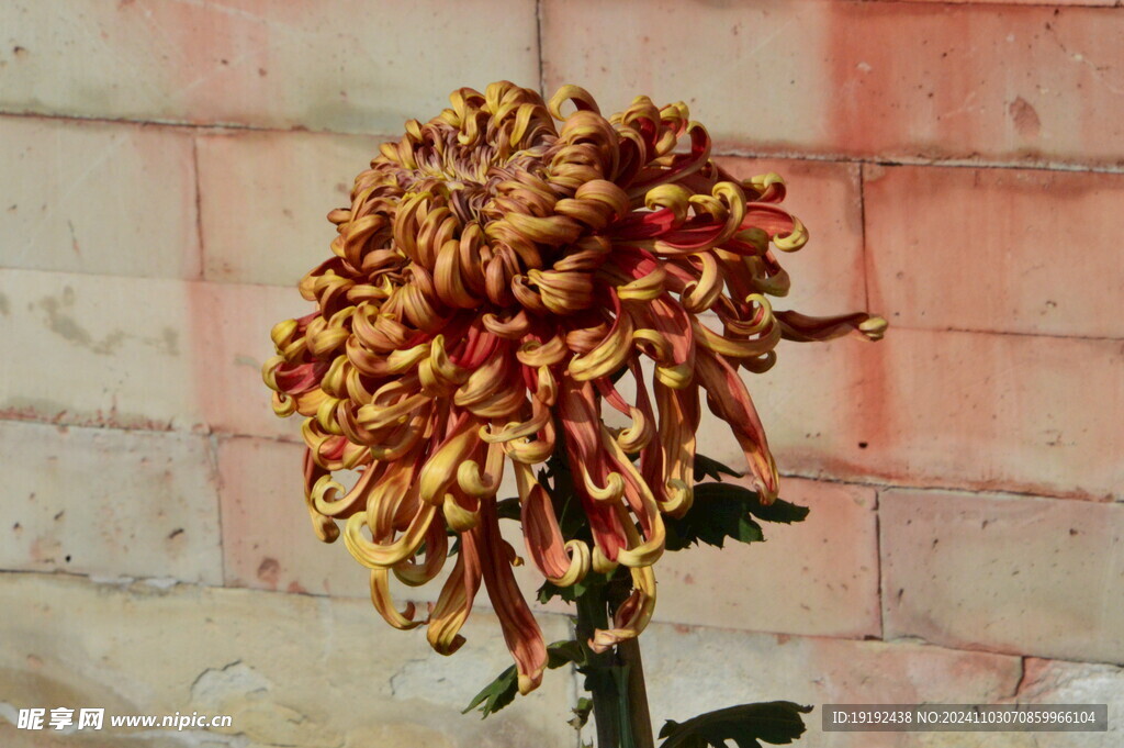 菊花  