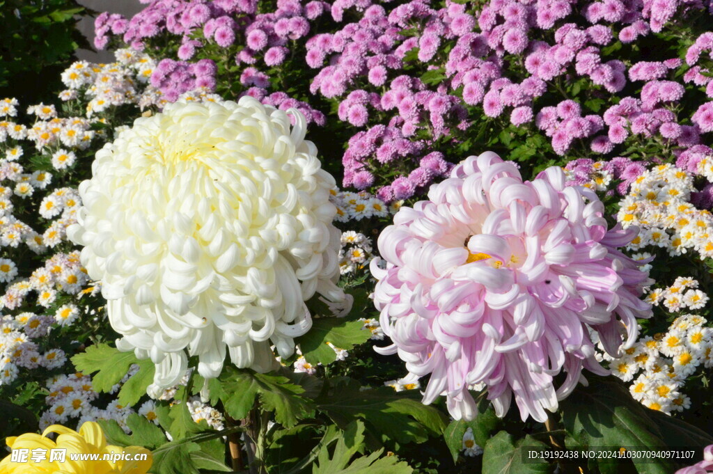 菊花  