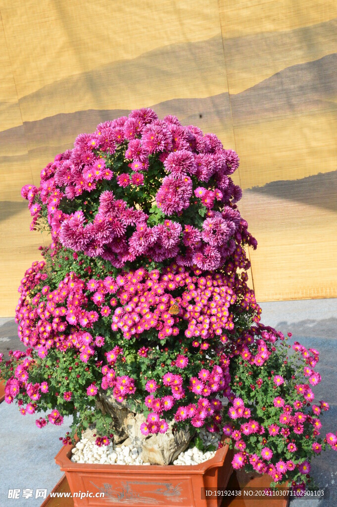 菊花  