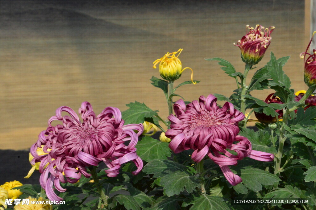 菊花  