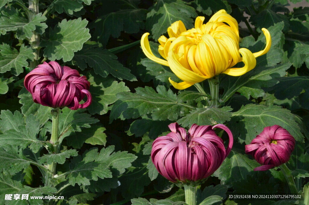 菊花 
