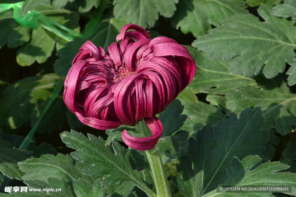 菊花  