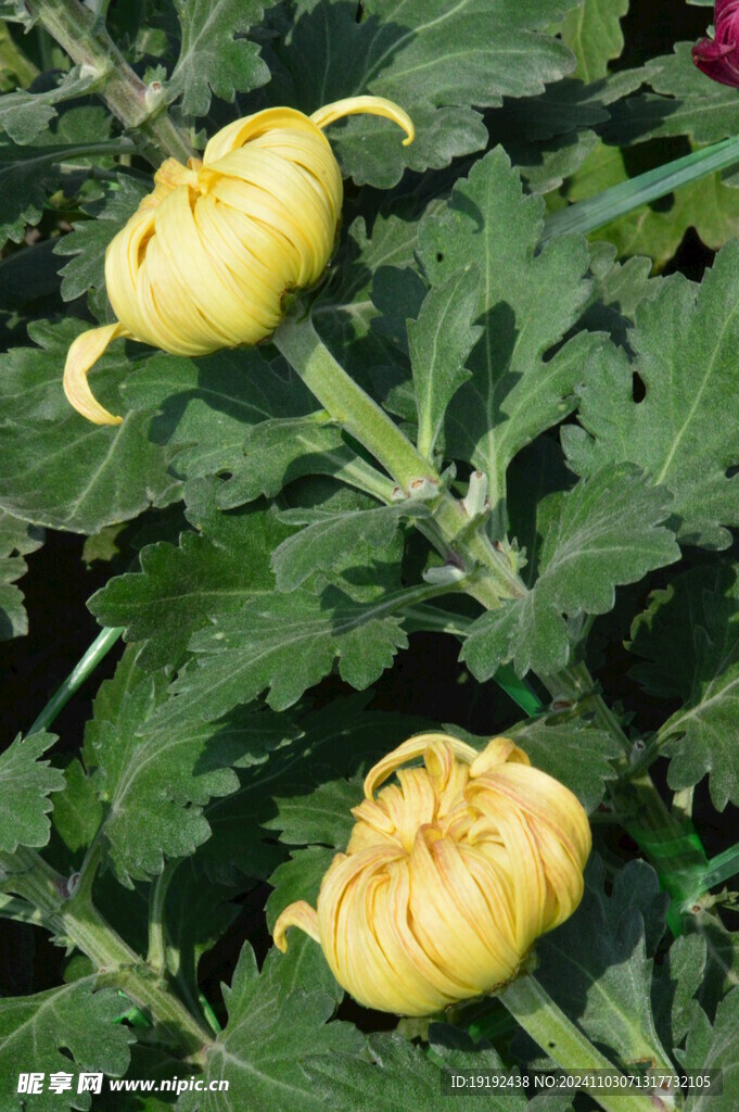 菊花  