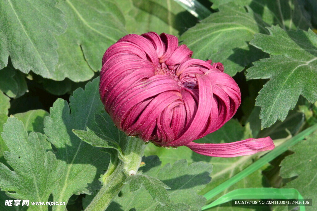 菊花  