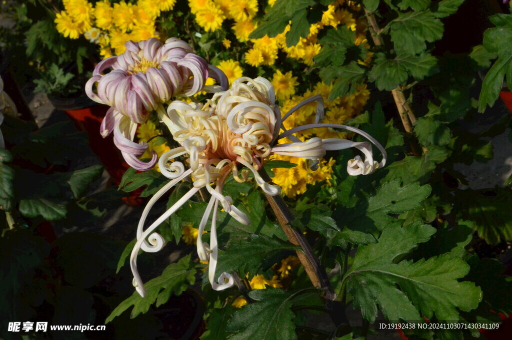 菊花  