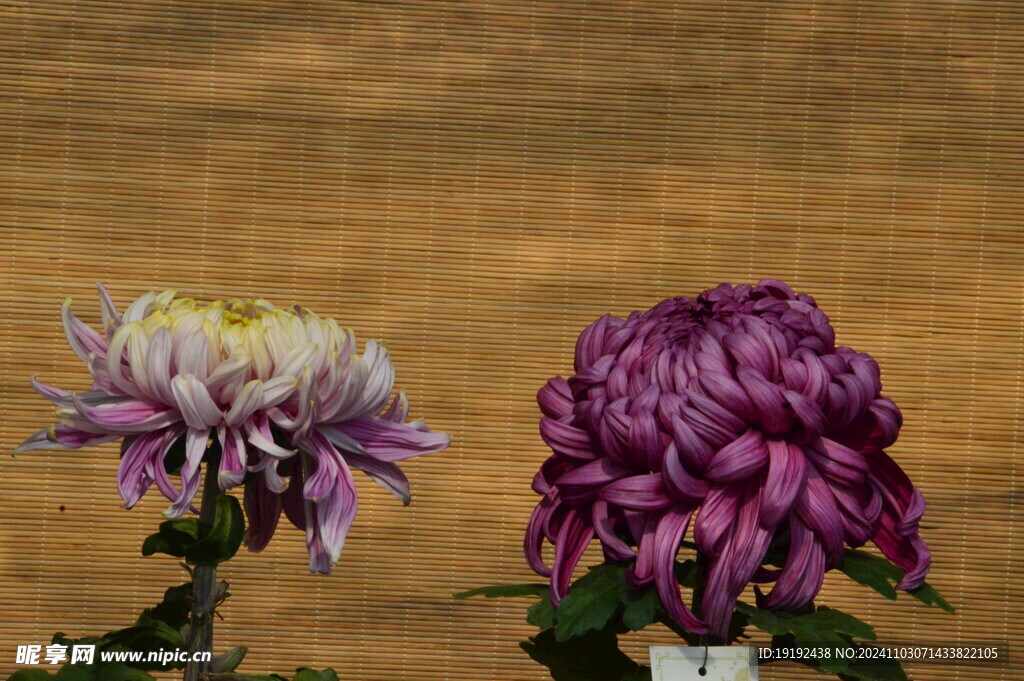 菊花  