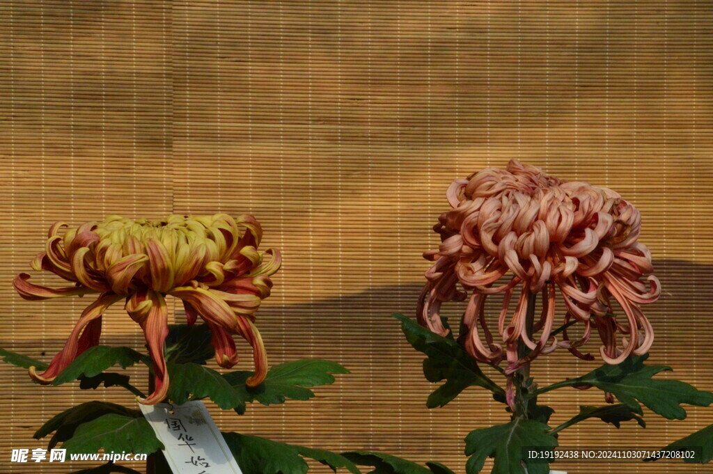 菊花 