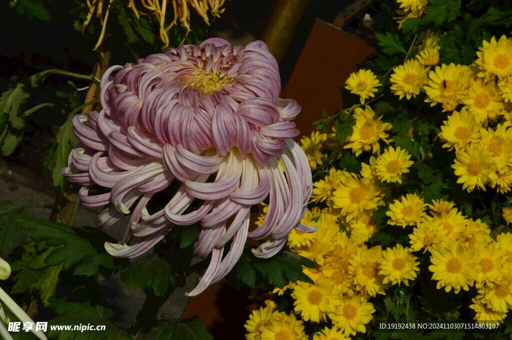 菊花  