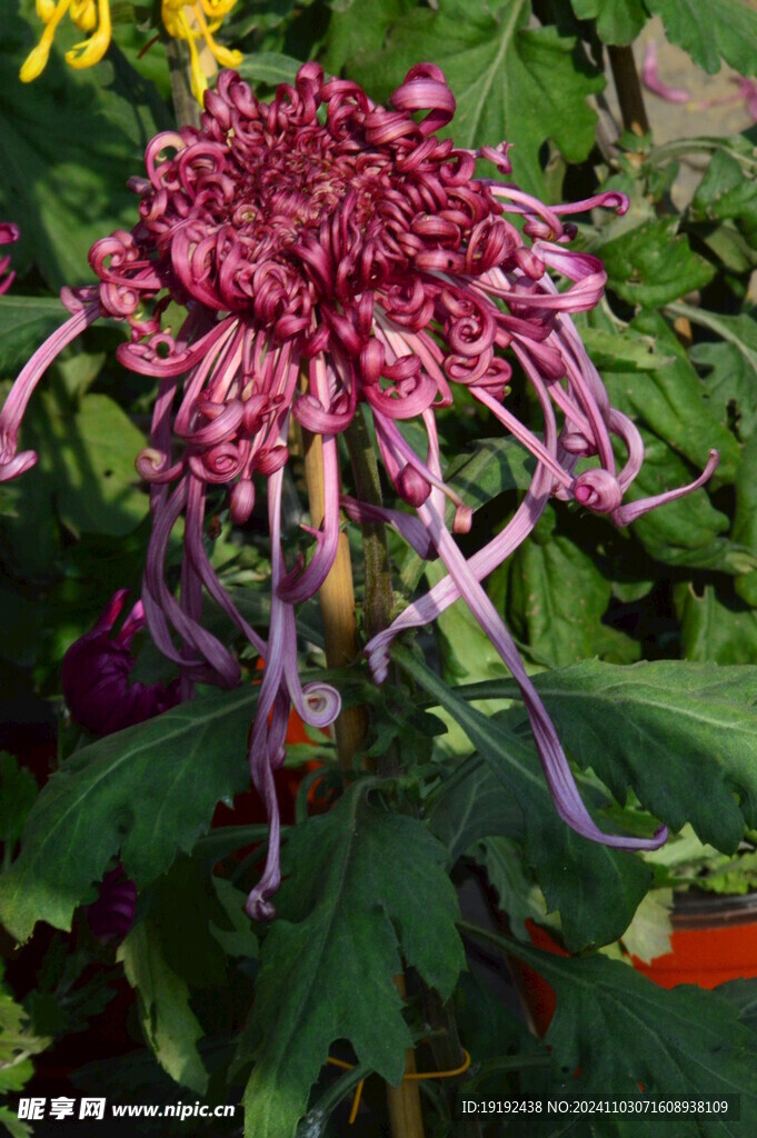菊花 
