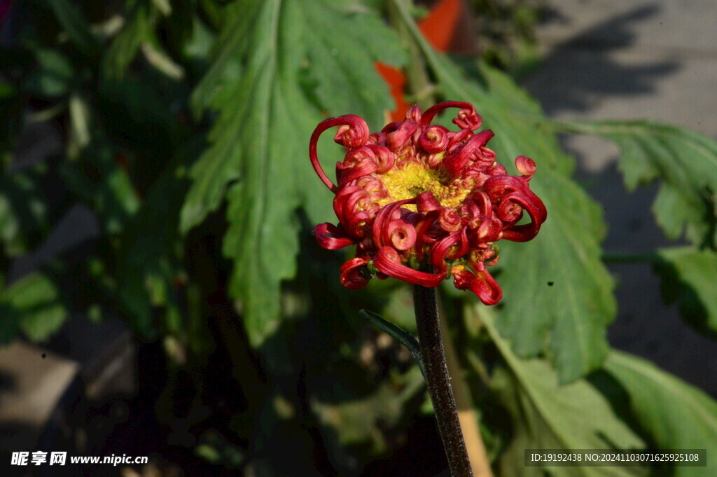 菊花  