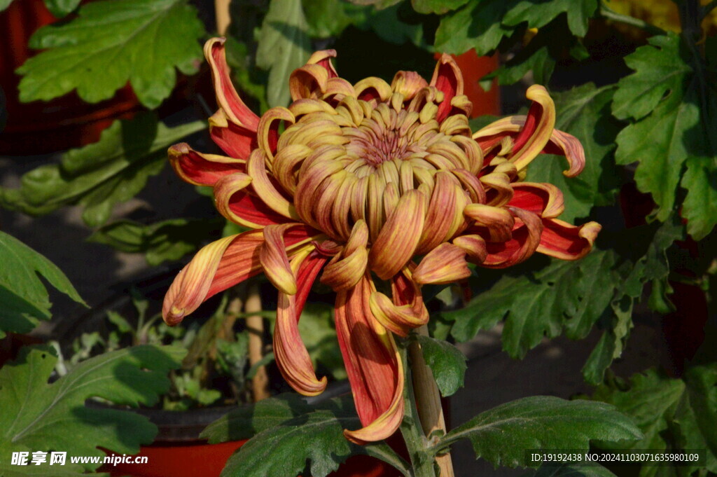 菊花  