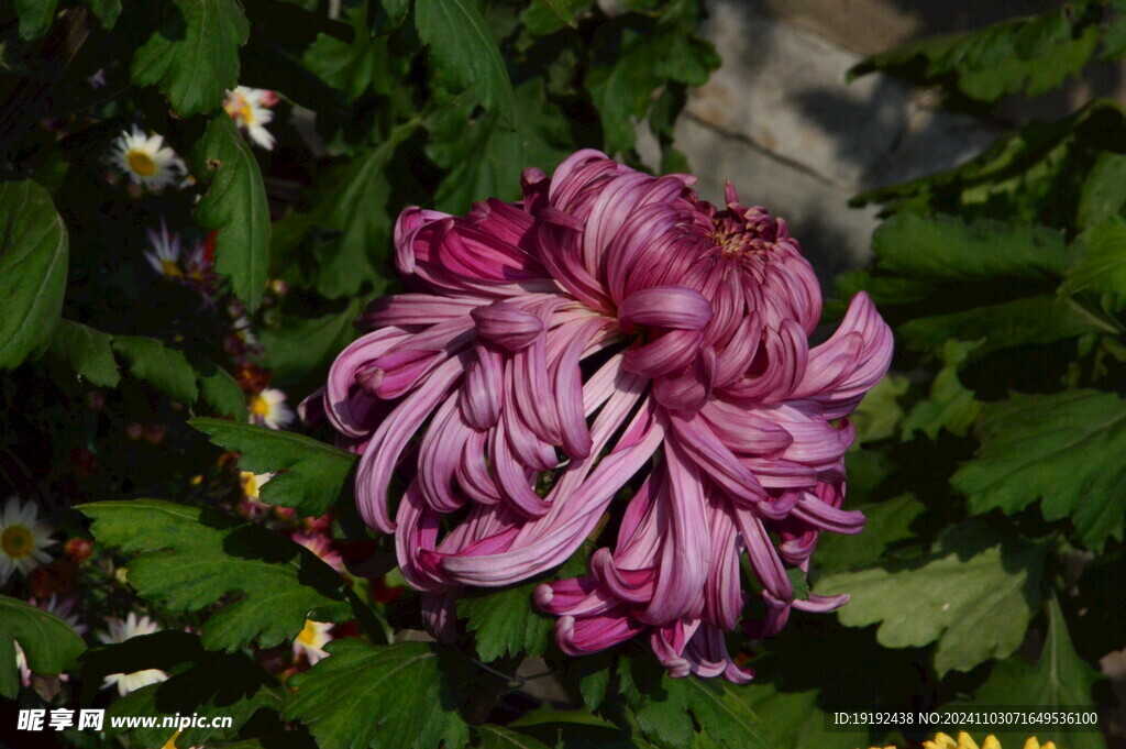 菊花  