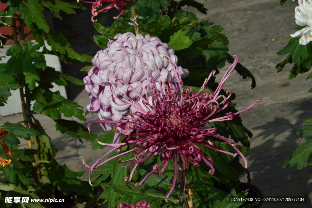 菊花 