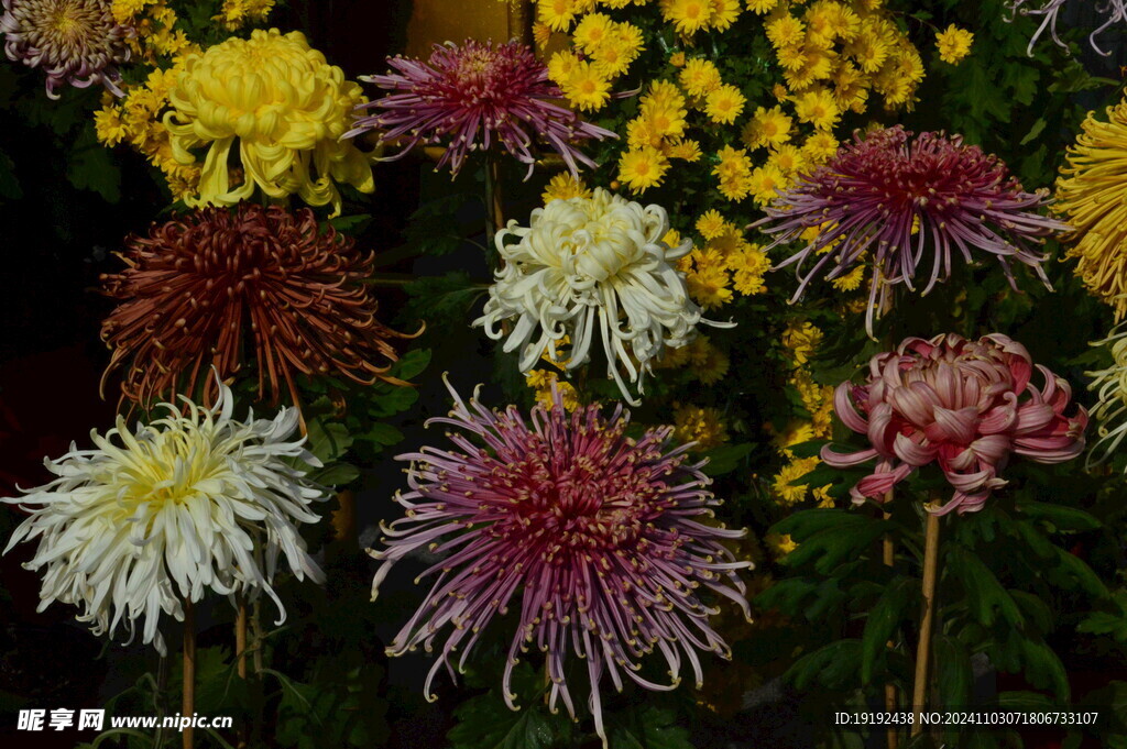 菊花  