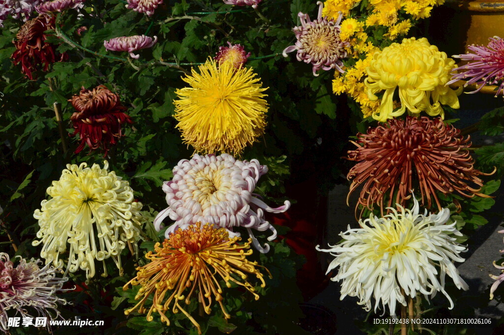 菊花  
