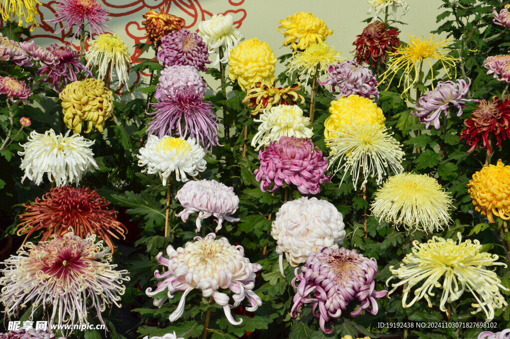 菊花 