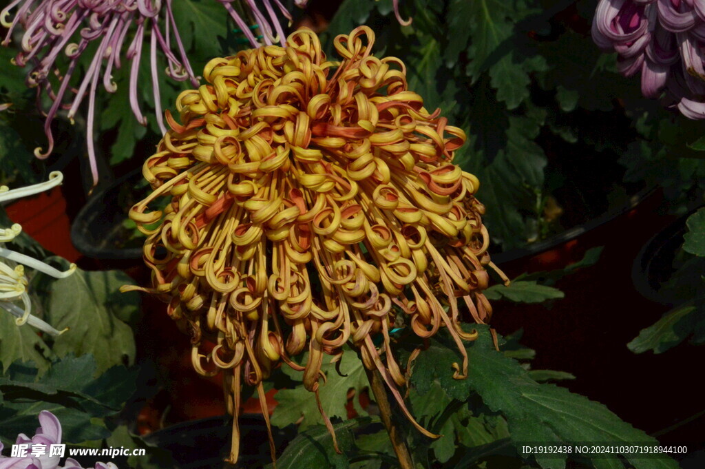 菊花 