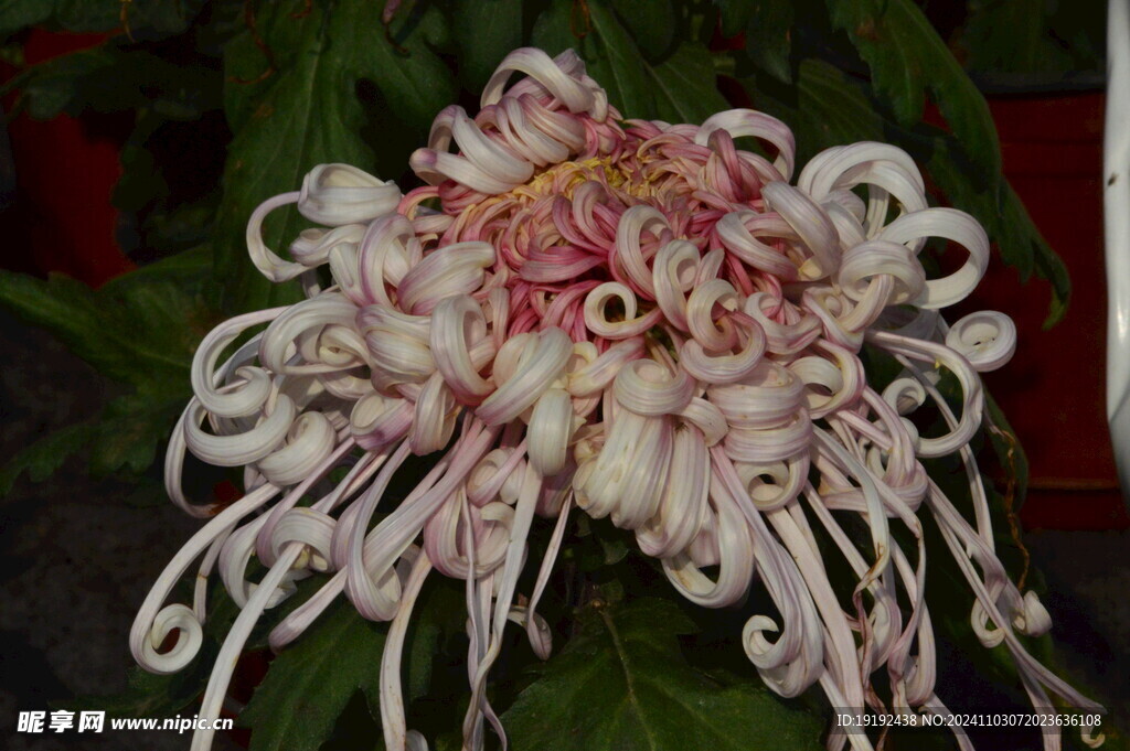 菊花 