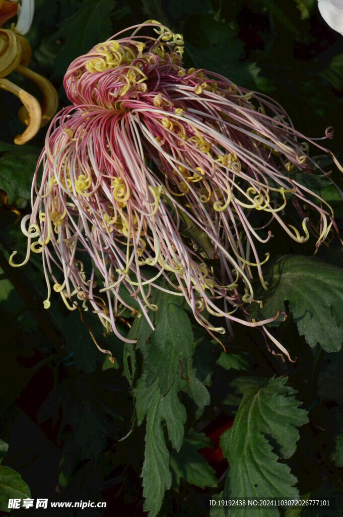 菊花 