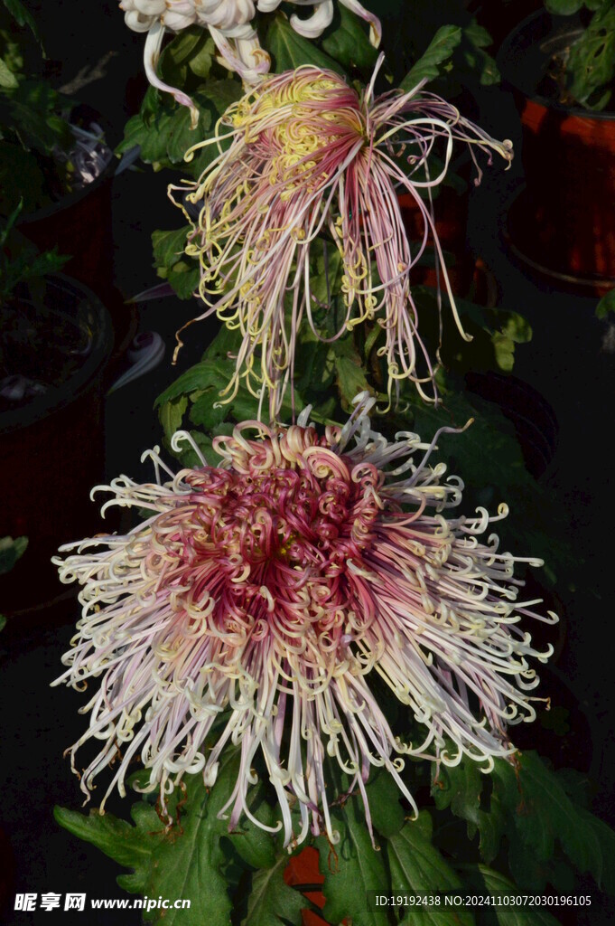 菊花 