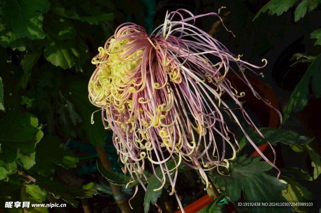 菊花 