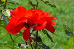 月季花 