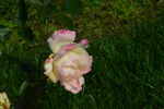 月季花  