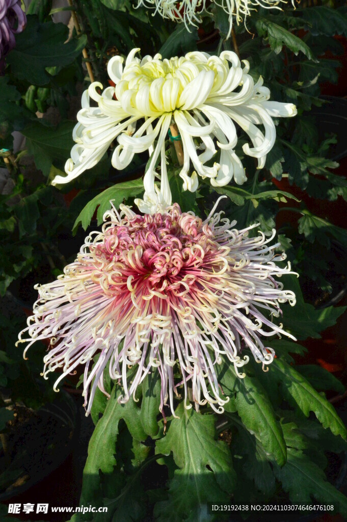 菊花 花朵 花瓣 秋菊 花卉 