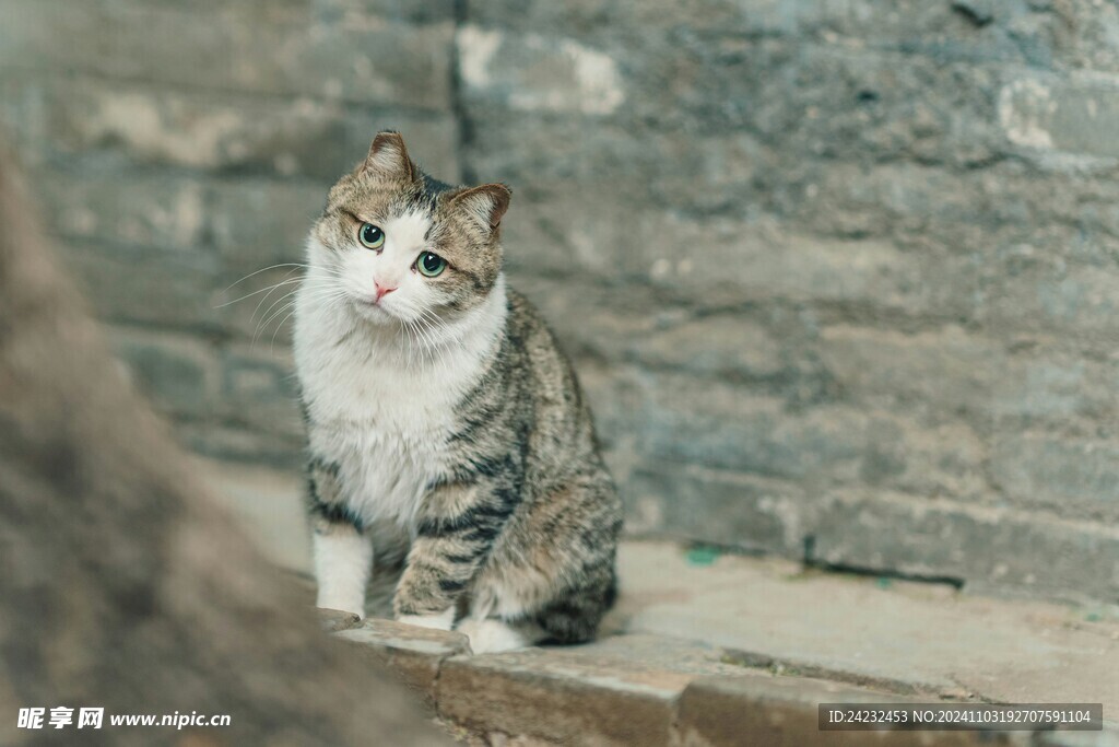 猫