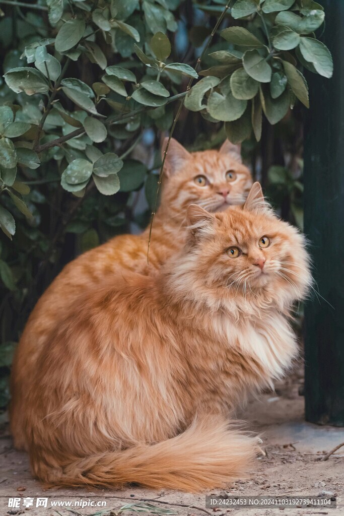 猫