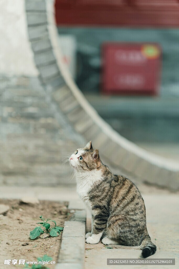 猫