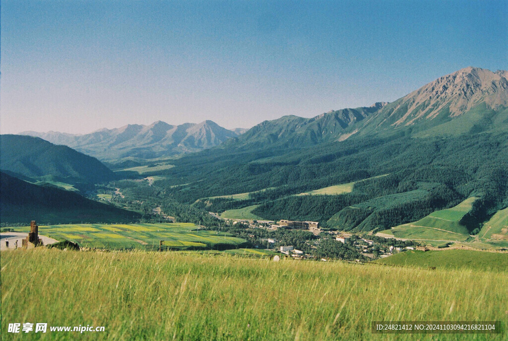 稻田