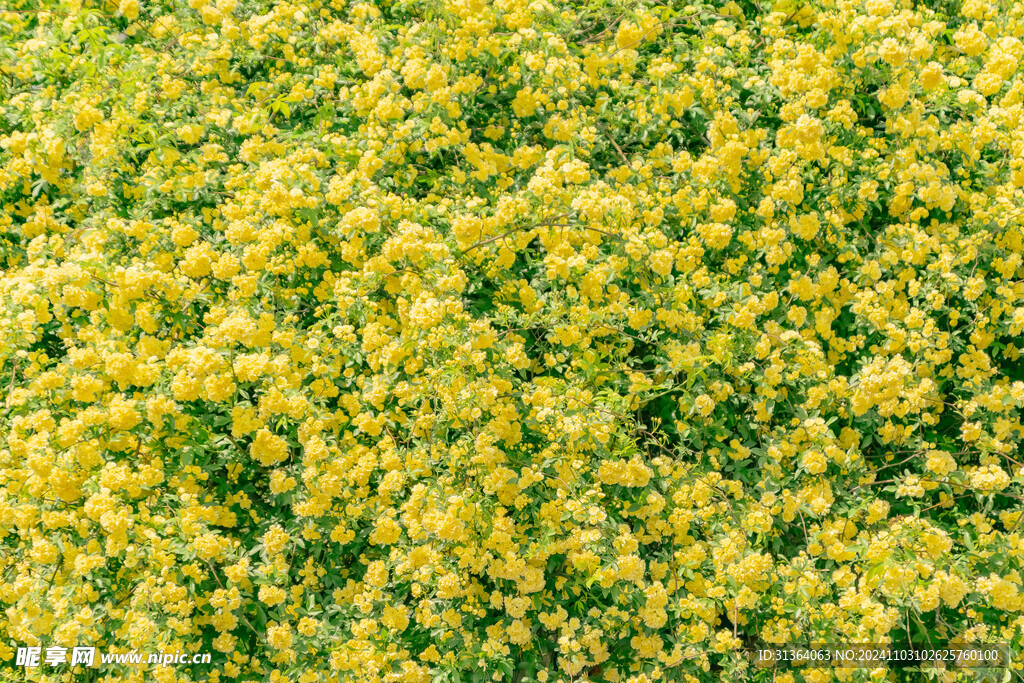 木香花墙