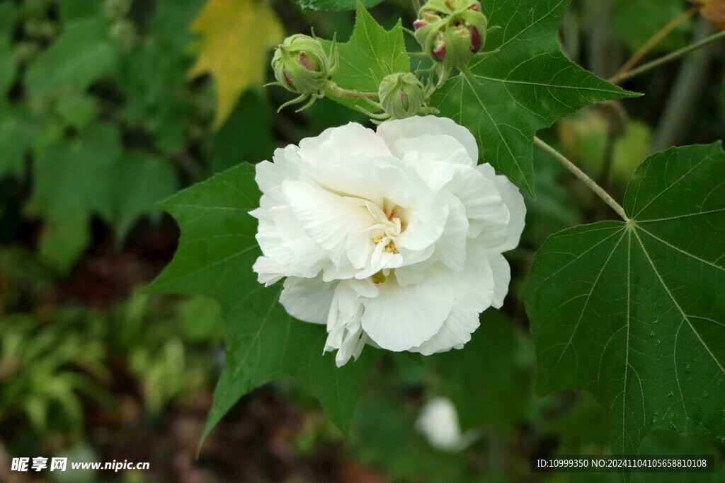 白色木芙蓉花