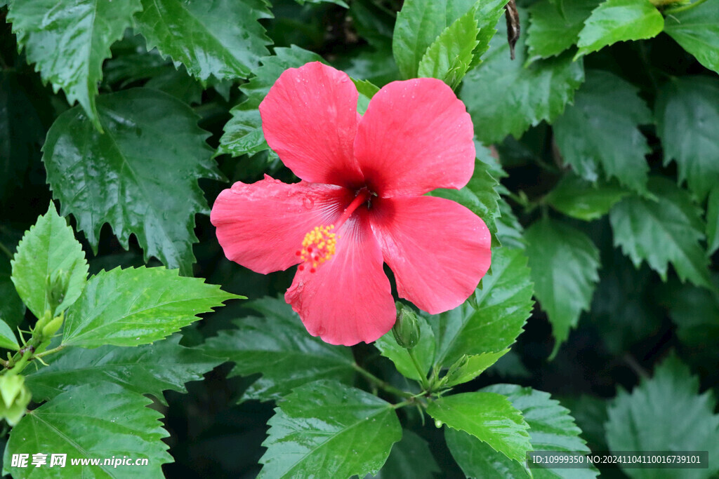 扶桑花