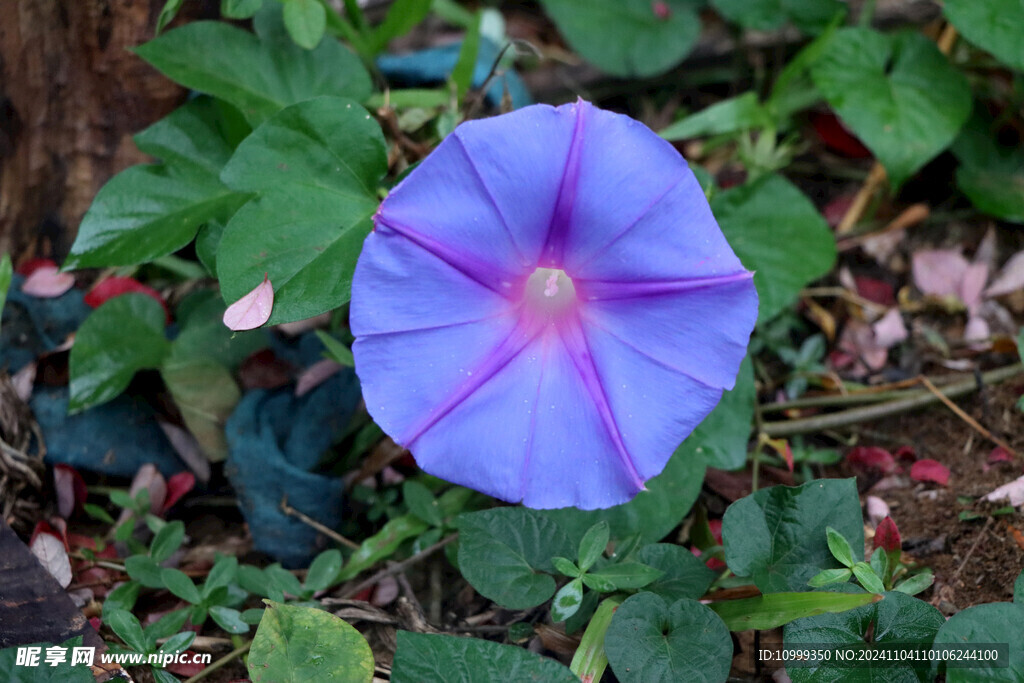 牵牛花