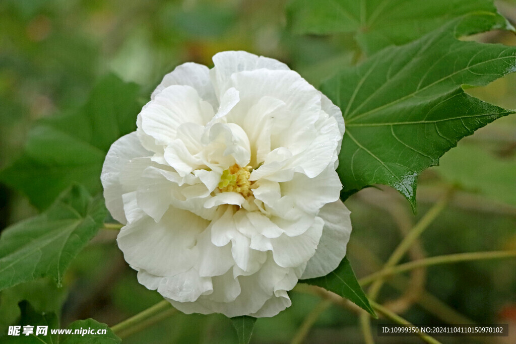 白色木芙蓉花