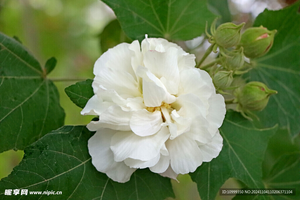白色木芙蓉花