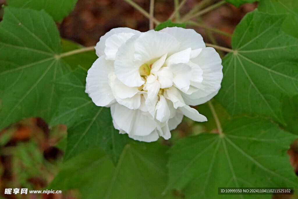 白色木芙蓉花