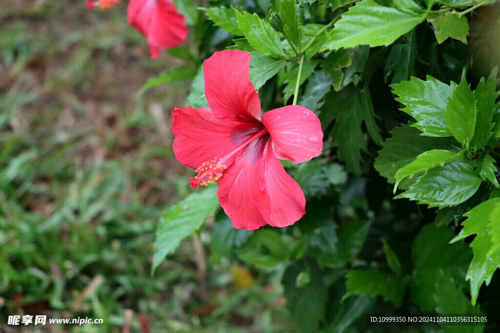 扶桑花 
