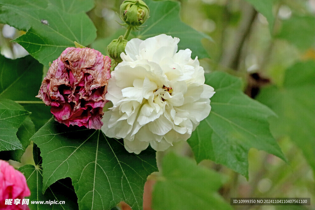 白色木芙蓉花