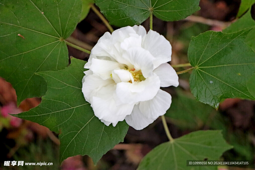 白色木芙蓉花