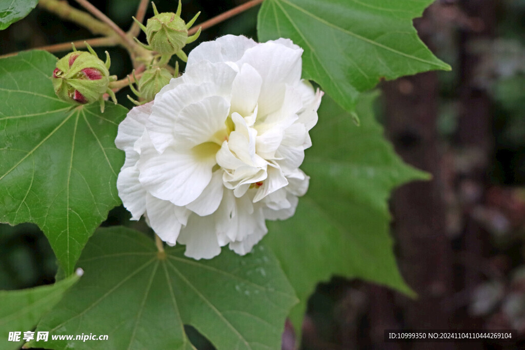 白色木芙蓉花